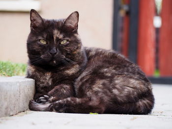 Close-up portrait of cat sitting outdoors