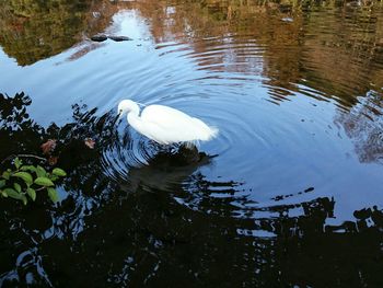 High angle view of swan in lake