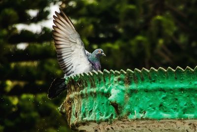 Close-up of bird perching on birdbath