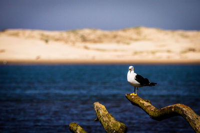 Close-up of seagull perching on beach against sky