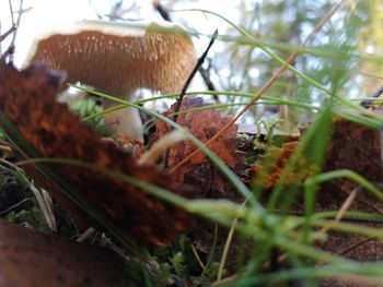 Close-up of autumn leaves