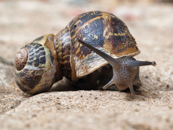 Close-up of snail