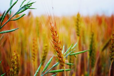 Close-up of wheat growing on field