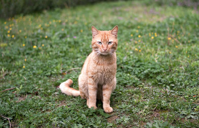 Portrait of ginger cat on grass