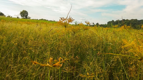 Scenic view of field against sky