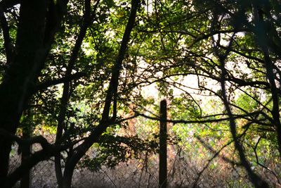 Low angle view of bamboo trees in forest