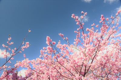 Low angle view of cherry blossoms against blue sky