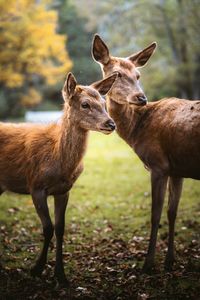 Deer standing on field