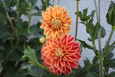 Close-up of pink flowers