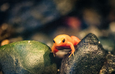 Close-up of turtle in aquarium