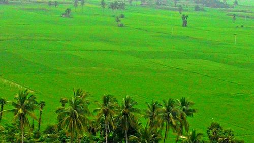 Scenic view of grassy field