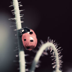 Close-up of ladybug on plant