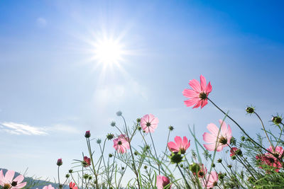 Low angle view of pink flowering plants against blue sky