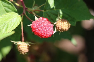 Close-up of red berries on plant
