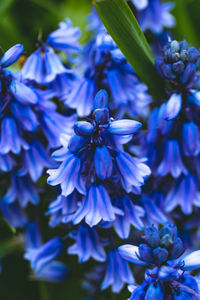 Close-up of blue flowering plant
