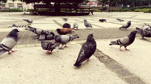 Pigeons in water