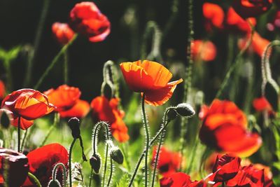 Close-up of red poppies blooming outdoors on sunny day