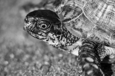 Close-up of a turtle