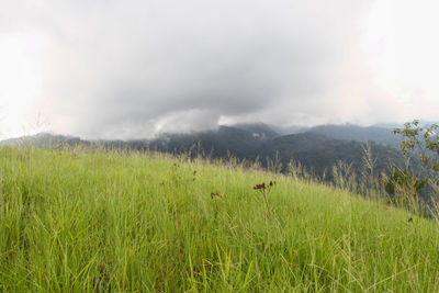 Scenic view of grassy field against sky