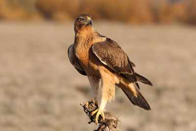 Close-up of a bird