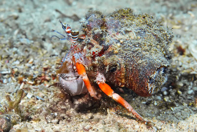 Close-up of crab in sea