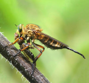 Close-up of insect on plant