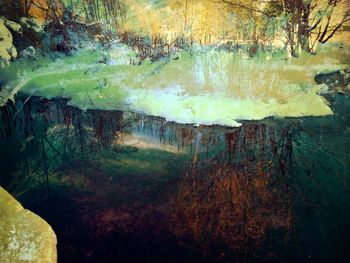 Scenic view of river in forest