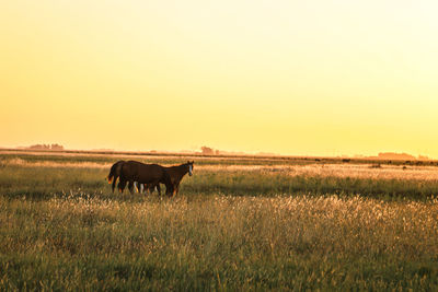 Horse in a field