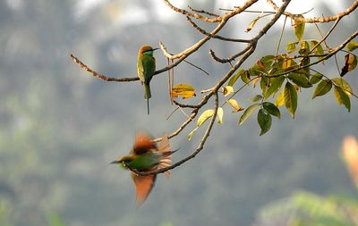 Close-up of bird perching on tree