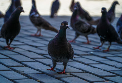 Close-up of pigeons perching on footpath