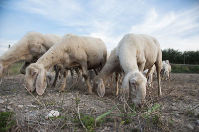 Sheep grazing in a field