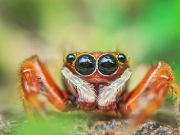 Close-up portrait of a spider