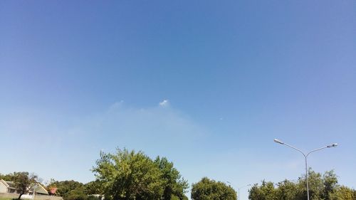 Low angle view of trees against blue sky