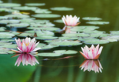 Pink water lily in lake