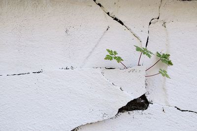 Plants growing on wall