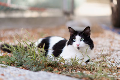 Black and white cat with blue eyes looking far