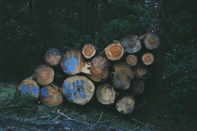 Stack of logs in forest