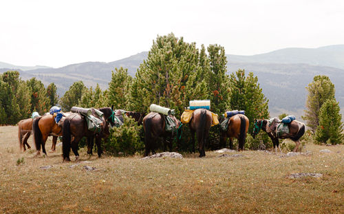 Horses on field against sky