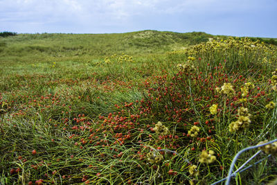 Scenic view of field against sky