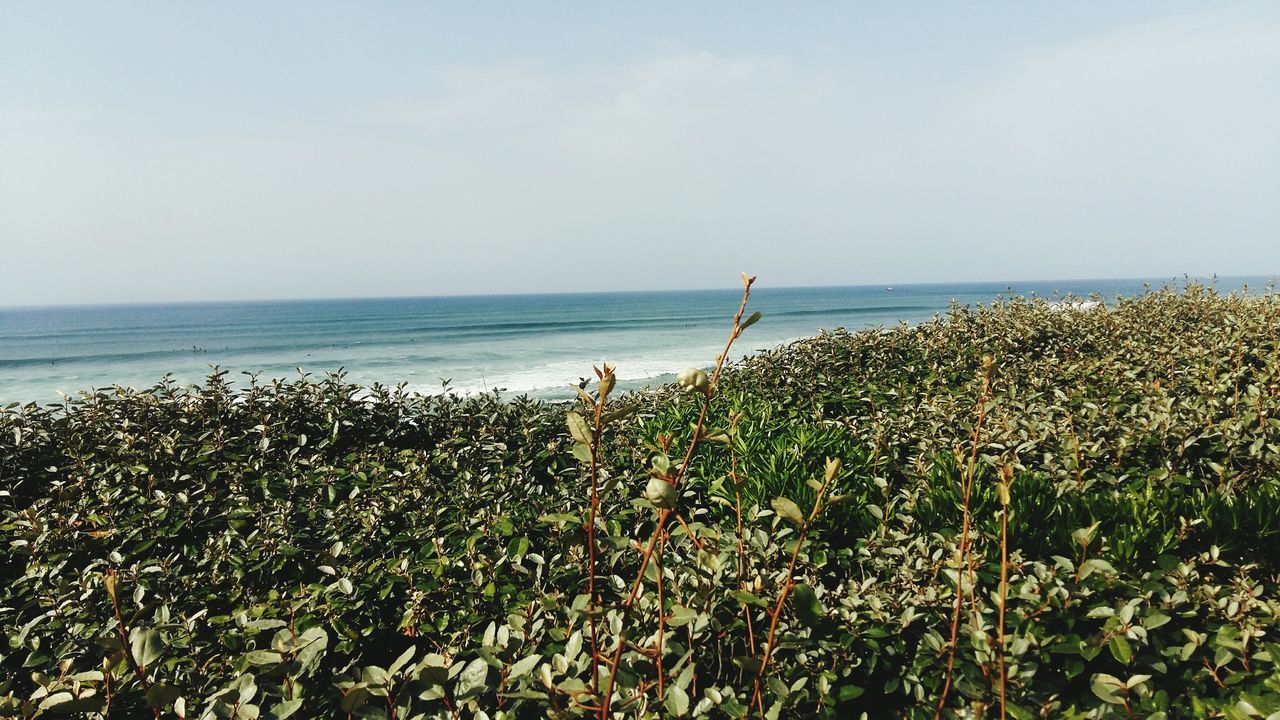 sea, horizon over water, nature, water, beauty in nature, scenics, tranquility, tranquil scene, sky, plant, growth, day, outdoors, beach, no people