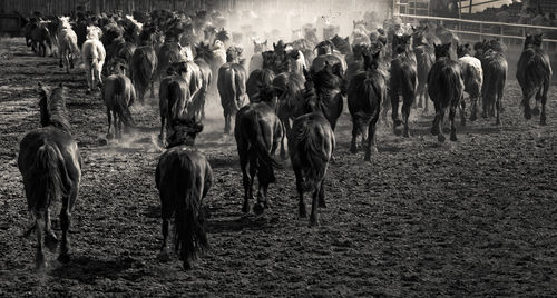 People walking on field