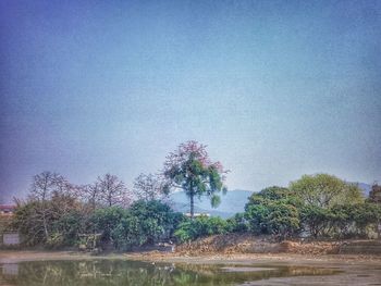 Flower trees against clear sky