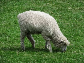 Sheep grazing on field