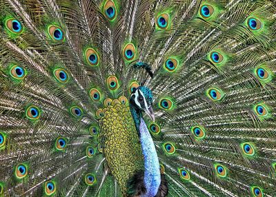 Close-up of peacock