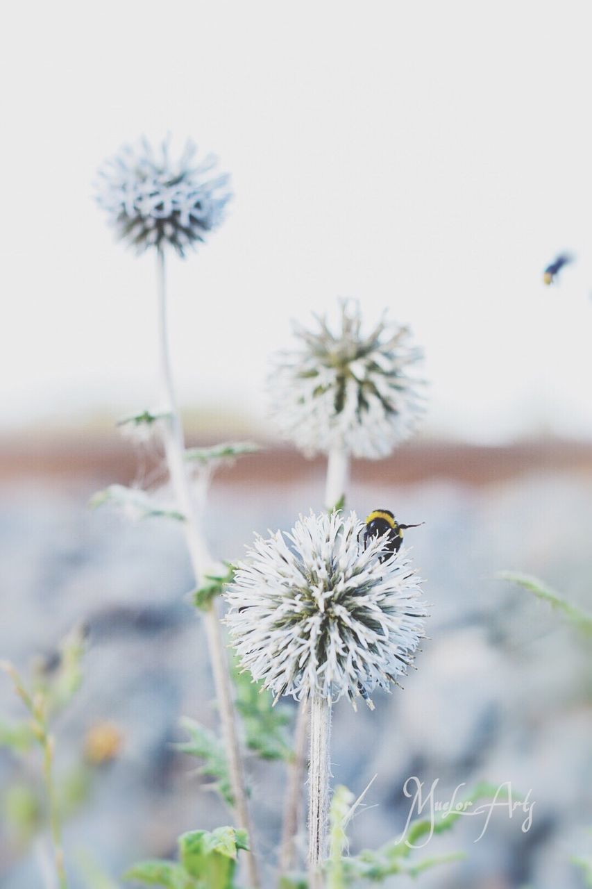 flower, growth, fragility, focus on foreground, stem, freshness, plant, nature, close-up, dandelion, beauty in nature, flower head, day, blooming, outdoors, no people, selective focus, uncultivated, tranquility, botany, growing, petal, sky, in bloom, softness, blossom, twig