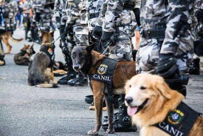 Soldiers of the military police special forces 