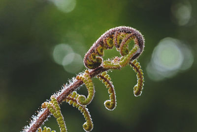 Close-up of insect on flower