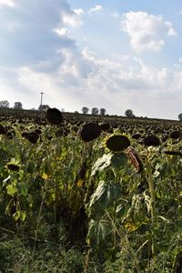 Plants growing on field against sky