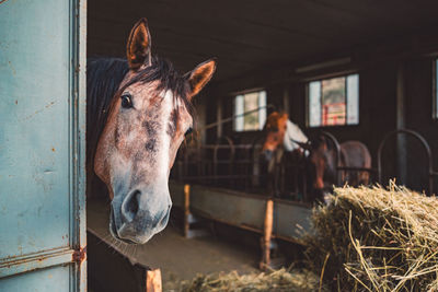 Close-up of horse in pen
