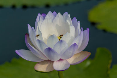 Close-up of purple water lily in lake